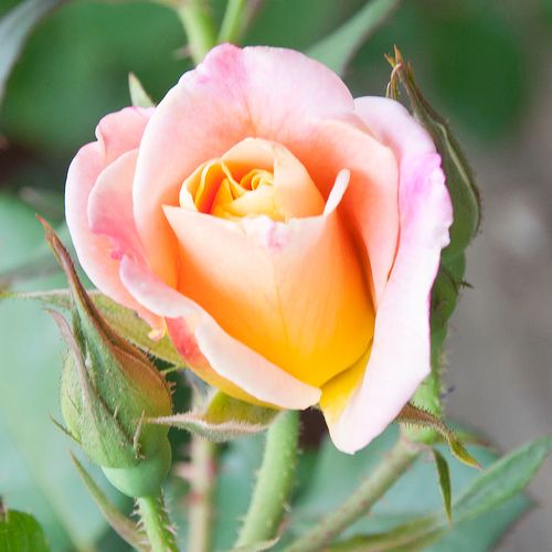 Rosa Oh Happy Day® - amarillo - Árbol de Rosas Híbrido de Té - rosal de pie alto- forma de corona de tallo recto